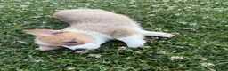 Welsh Corgi Pembroke dogs for sale: Welsh Corgi Pembroke Puppy 2 - Ad 1