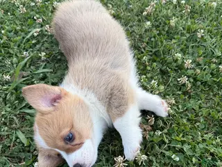 Welsh Corgi Pembroke dogs for sale: Welsh Corgi Pembroke Puppy 2 - Ad 3