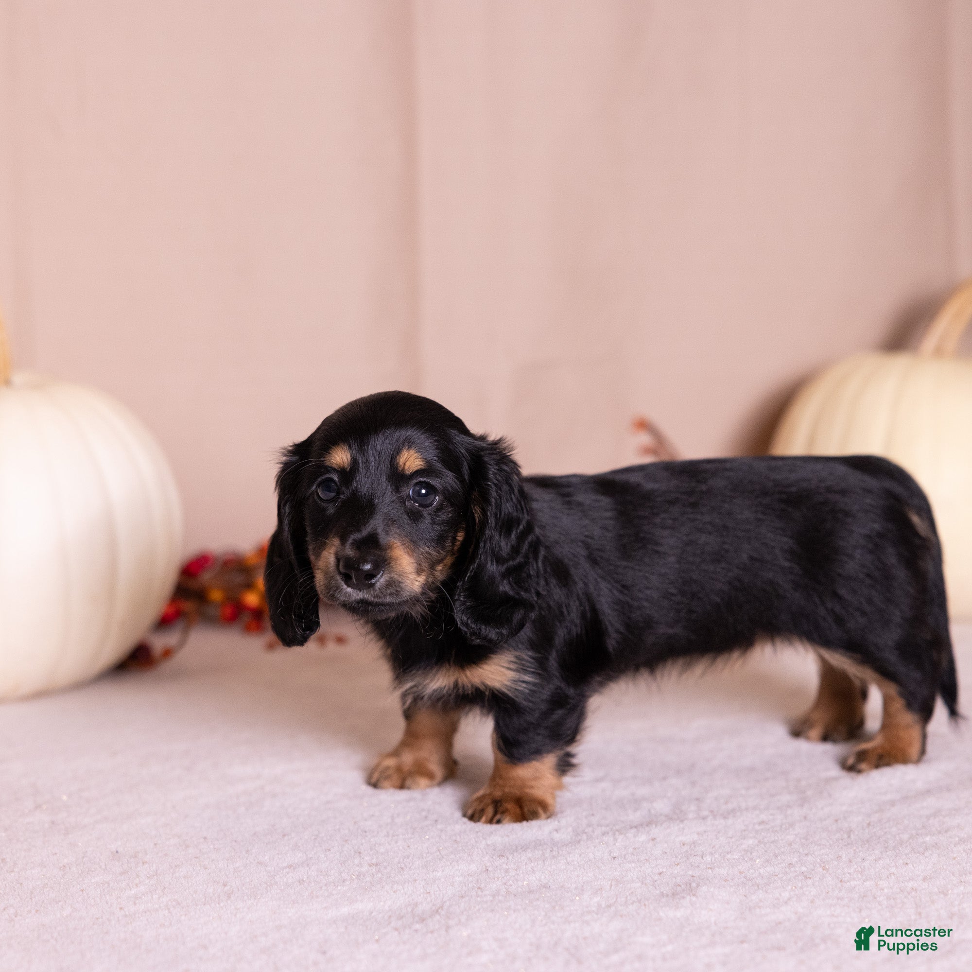 Miniature Dachshund dogs Cassi - Ad 2