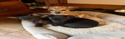 Chihuahua dogs for sale: Gizzi - Ad 8