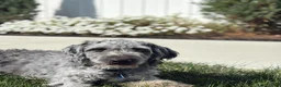 Mini Goldendoodle dogs for sale: Hobbs - Ad 6