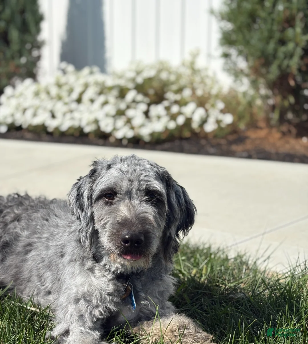 Mini Goldendoodle dogs for sale: Hobbs - Ad 6
