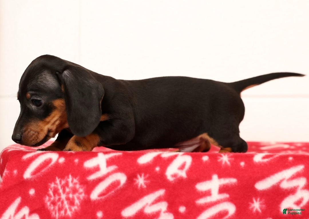 Miniature Dachshund dogs for sale: Harvey - Ad 5