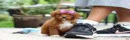 Cavapoo dogs for sale: Sunshine - Ad 1
