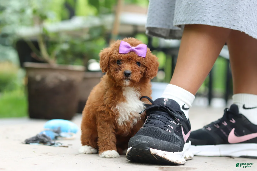 Cavapoo dogs for sale: Sunshine - Ad 1