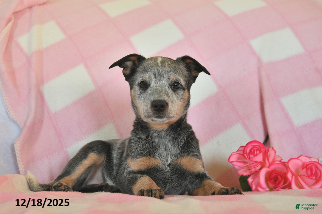 Australian Cattle Dog dogs for sale: Gail  - Ad 1