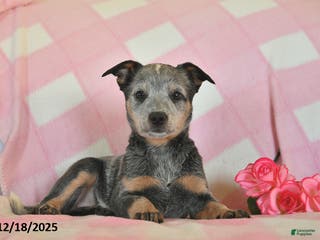 Australian Cattle Dog dogs Gail - Ad 29
