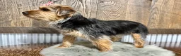 Yorkshire Terrier dogs for sale: Tarza - Ad 7