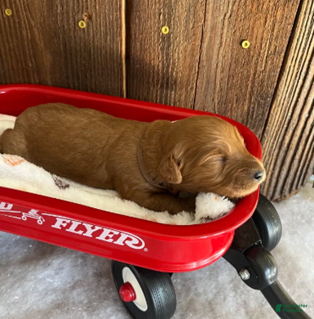 Mini Goldendoodle dogs for sale: Java - Ad 1