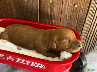 Mini Goldendoodle dogs Java - Ad 6