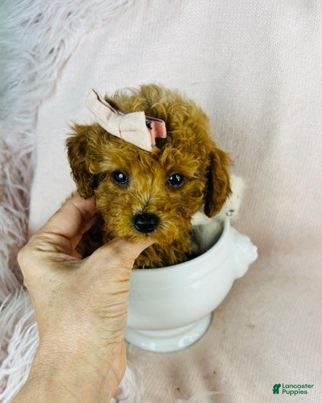 Toy Poodle dogs for sale: Meet Preciou  - Ad 3