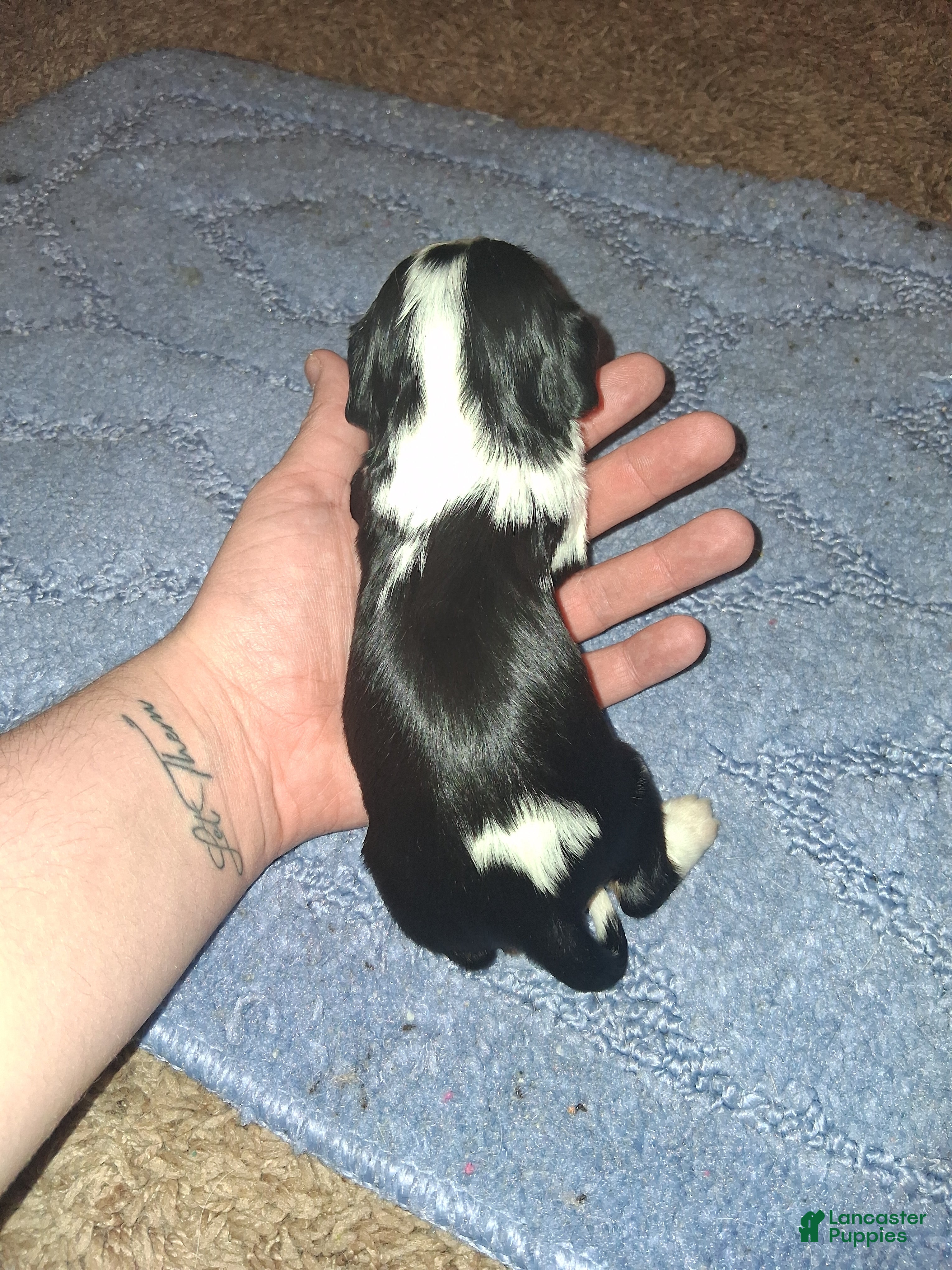 Cavalier King Charles Spaniel dogs Charles  - Ad 6