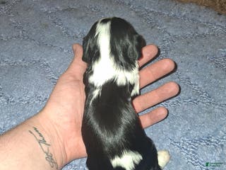 Cavalier King Charles Spaniel dogs Charles - Ad 10