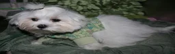 Maltese dogs for sale: Archie  - Ad 4