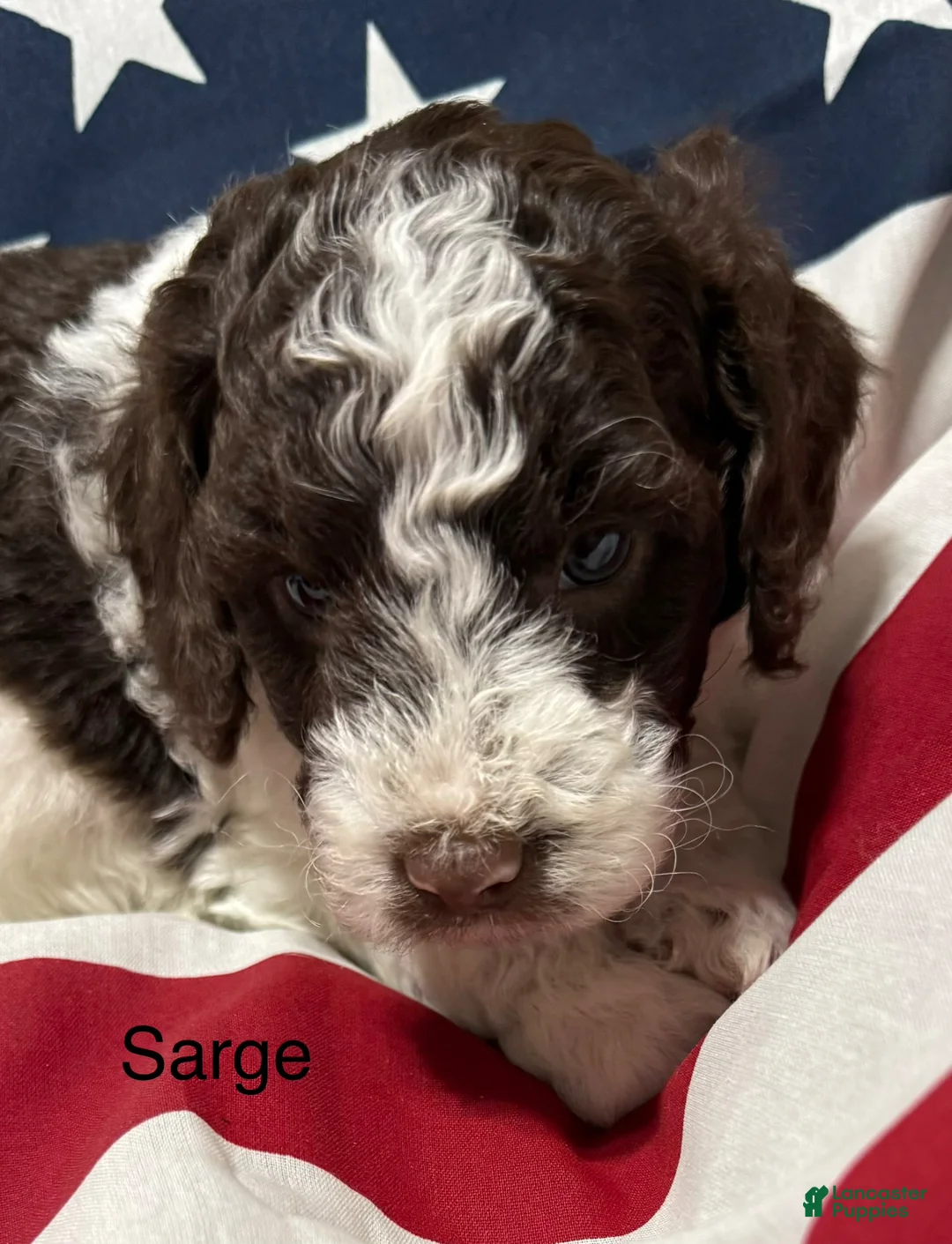 Mini Goldendoodle dogs for sale: Sarge - Ad 2