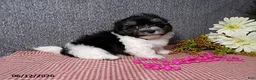 Havanese dogs for sale: Suzie - Ad 5