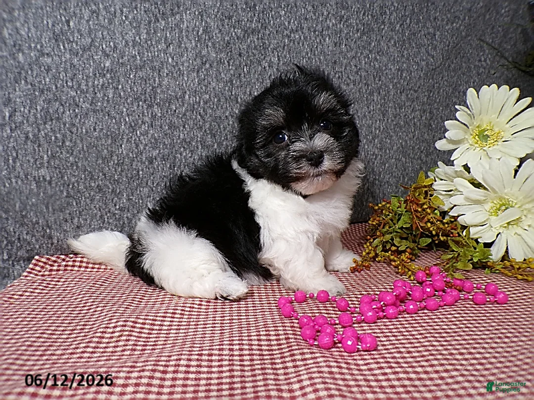 Havanese dogs for sale: Suzie - Ad 5