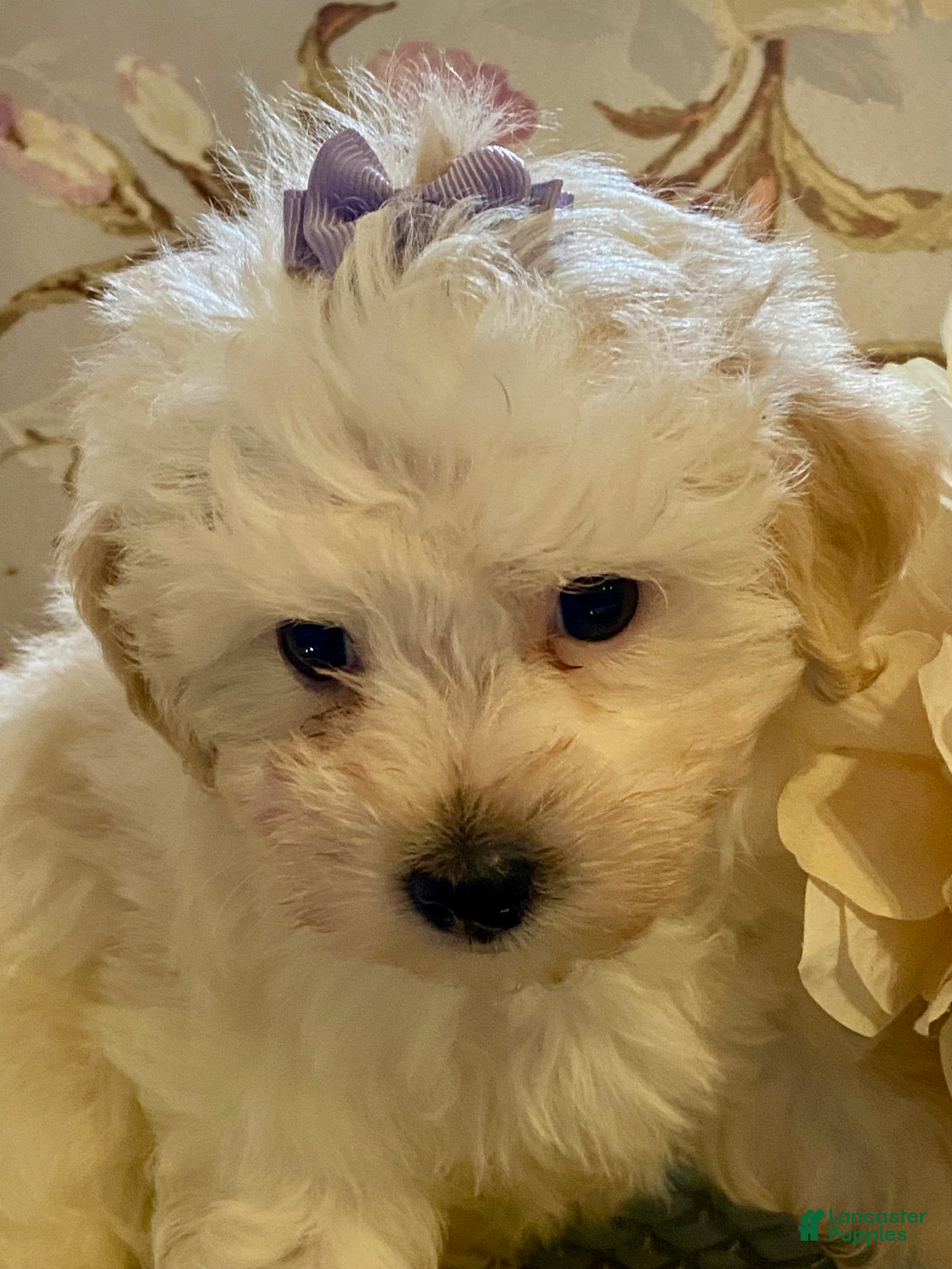 Pomapoo dogs Pomapoo 6 - Ad 10