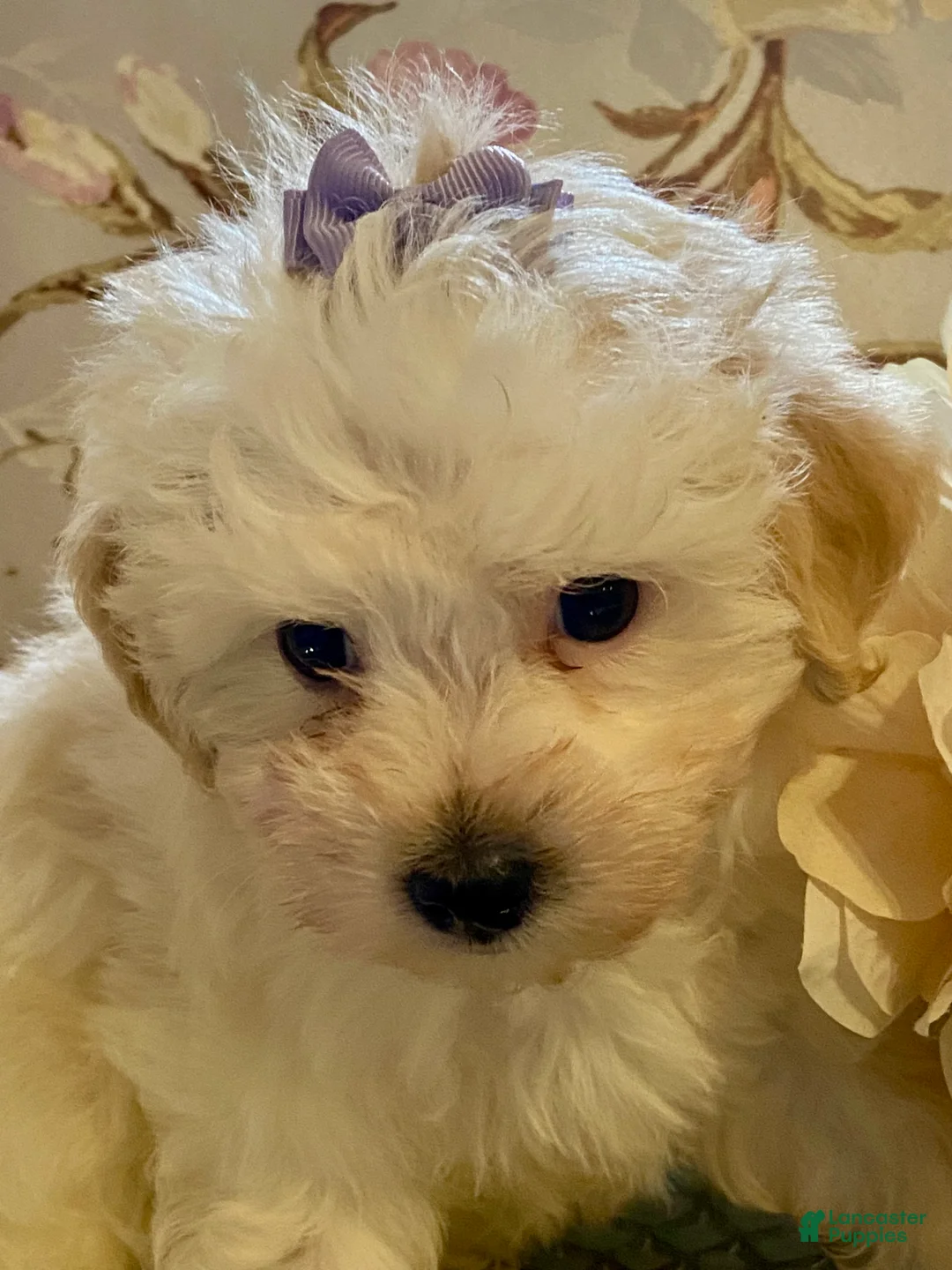 Pomapoo dogs for sale: Pomapoo 6 - Ad 1