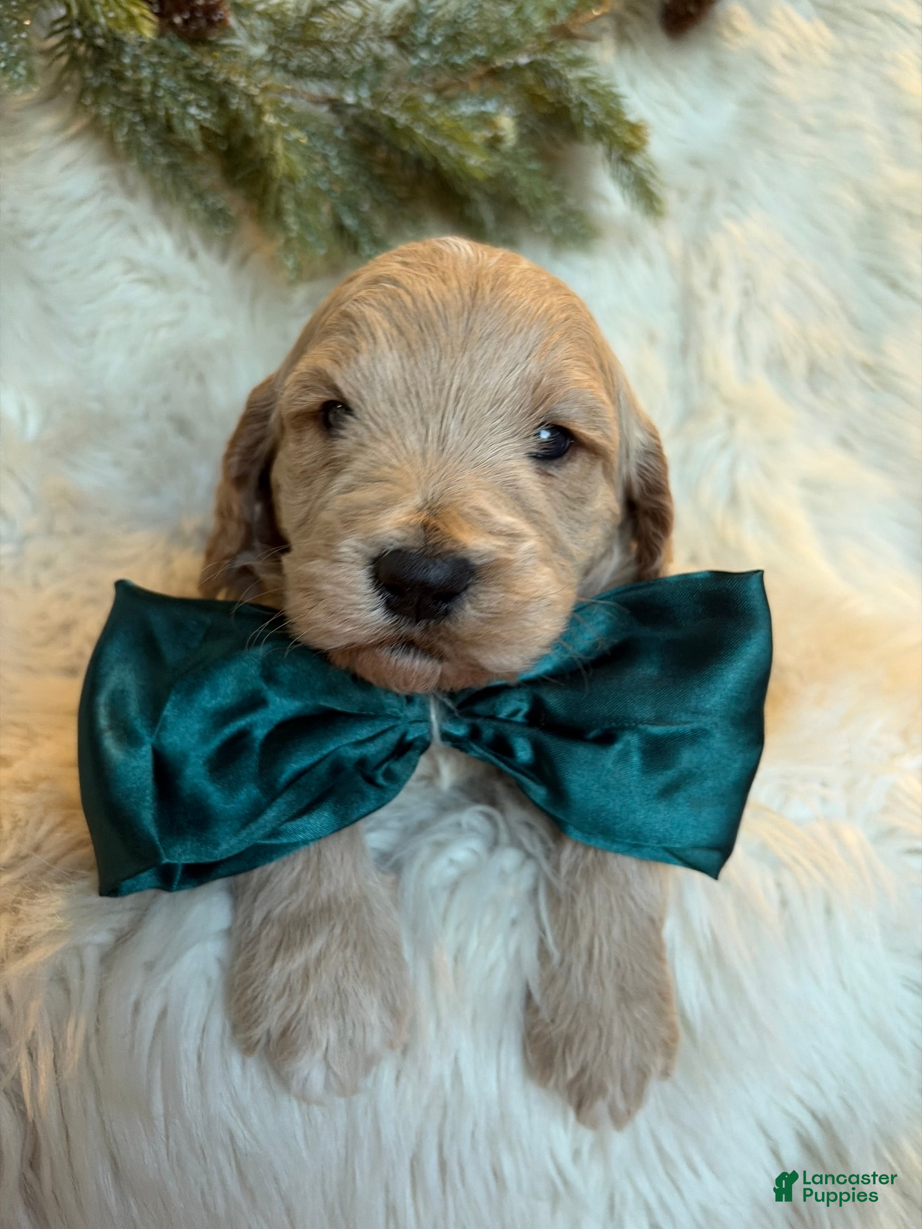 Goldendoodle dogs Brewer  - Ad 21