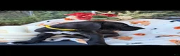 Great Dane dogs for sale: Great Dane 6 - Ad 4