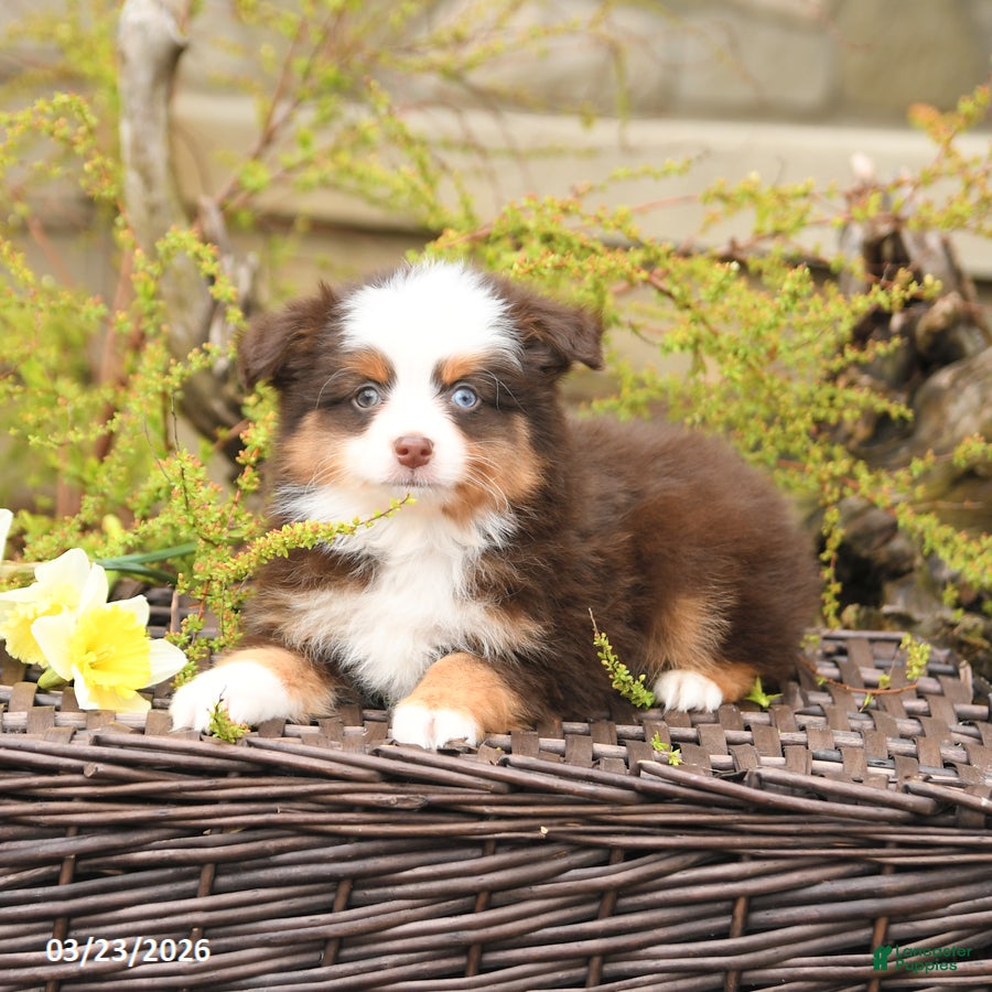 Miniature Australian Shepherd dogs Swift - Ad 2