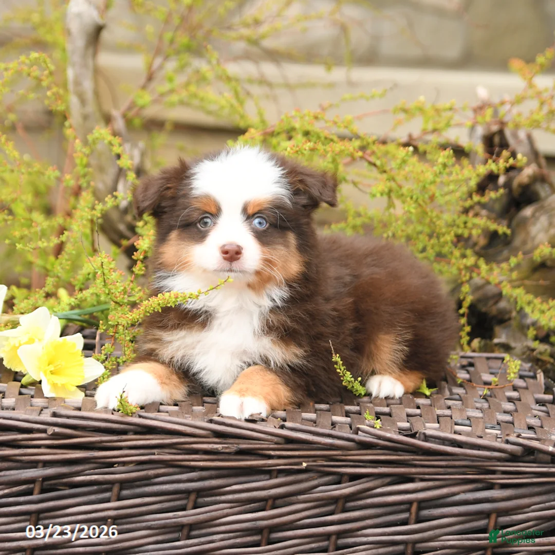 Miniature Australian Shepherd dogs for sale: Swift - Ad 2
