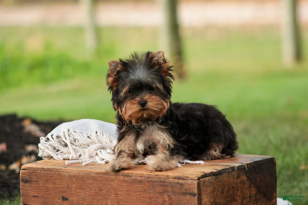 Yorkshire Terrier dogs for sale: Damon Yorkshire Terrier  - Ad 1