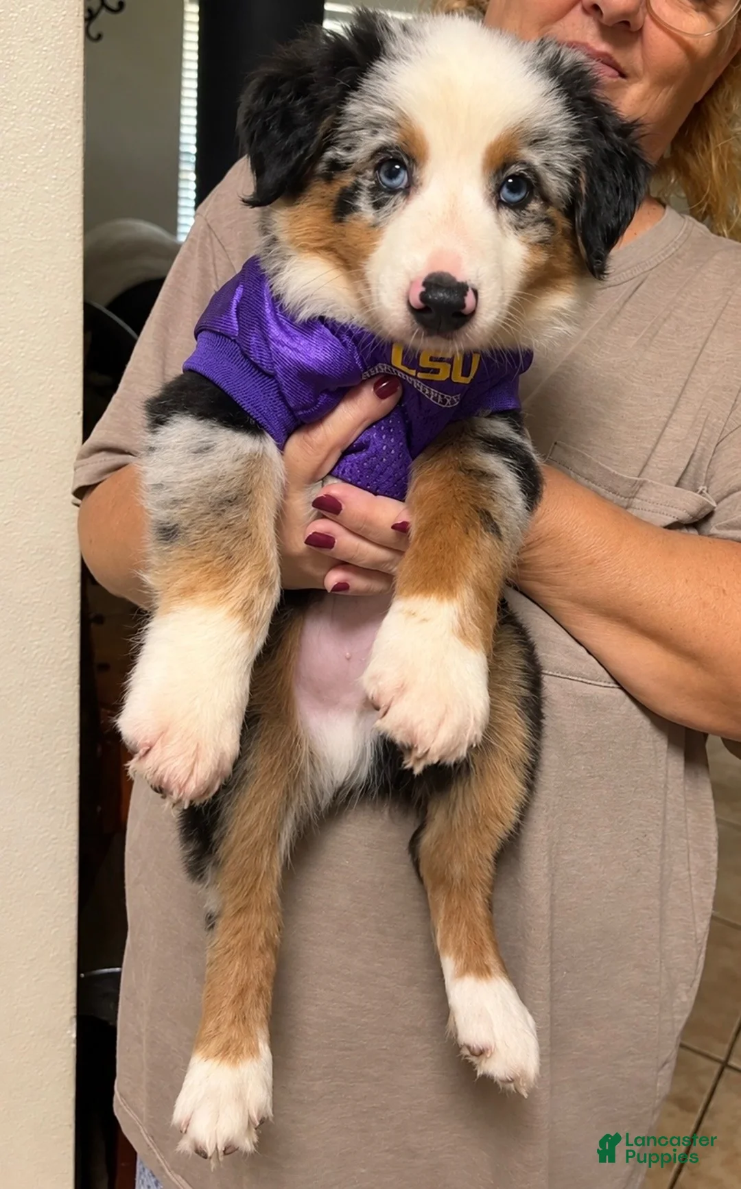 Australian Shepherd dogs for sale: Sirius - Ad 1