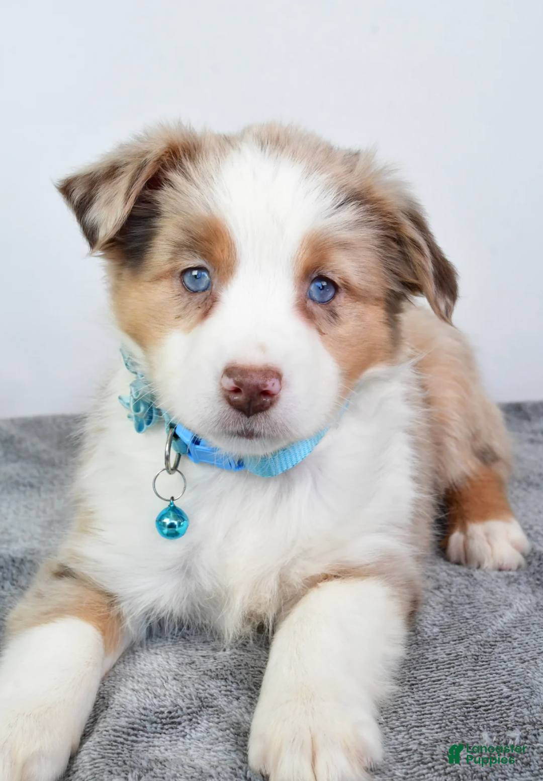Miniature Australian Shepherd dogs for sale: Alexis - Ad 2