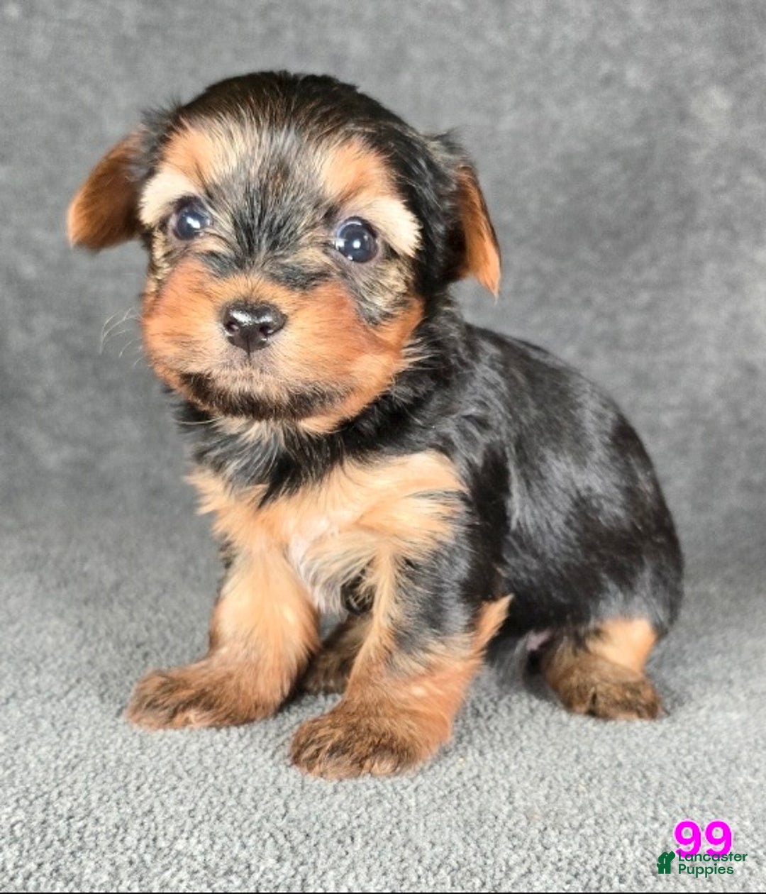 Yorkshire Terrier dogs for sale: 99 - Ad 16