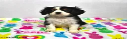 Cavalier King Charles Spaniel dogs for sale: Lilac - Ad 1