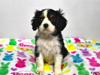 Cavalier King Charles Spaniel dogs for sale: Lilac - Ad 1