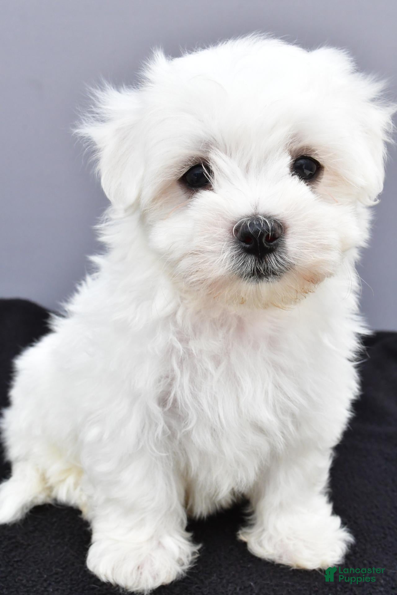 Teddy