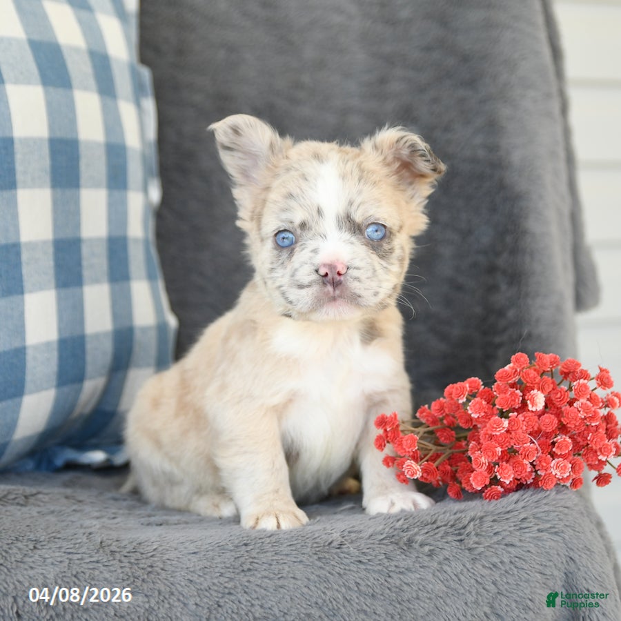 French Bulldog dogs Freddie - Ad 2