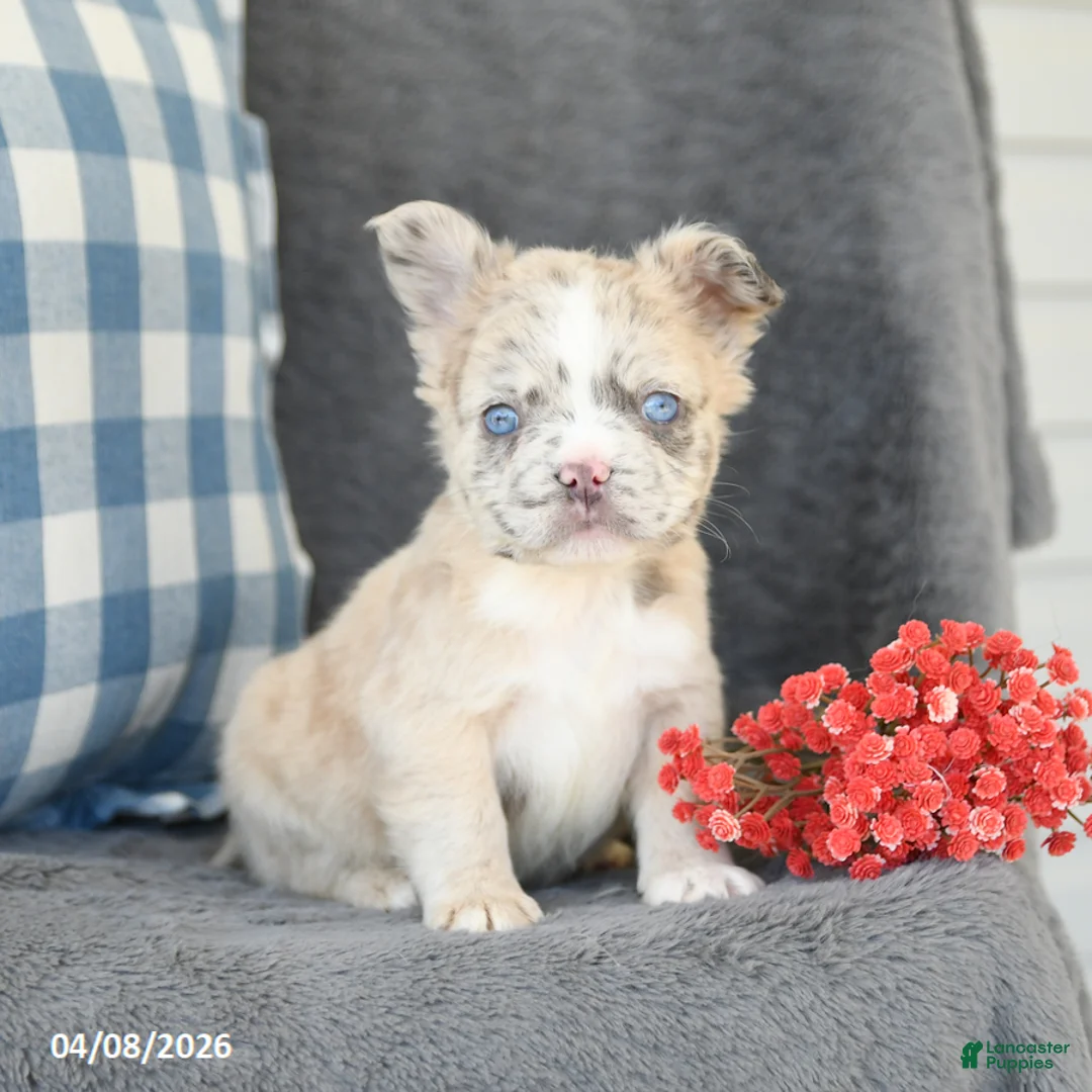 French Bulldog dogs for sale: Freddie - Ad 2