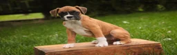 Boxer dogs for sale: Gemma - Ad 7