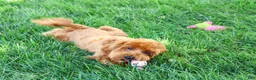 Cavapoo dogs for sale: Amore - Ad 3