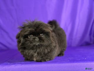 Pekingese dogs AKC DNA OFA Pablo - Ad 4
