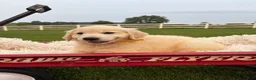 Golden Retriever dogs for sale: Gigi  - Ad 7