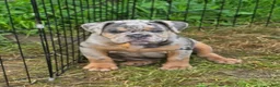 English Bulldog dogs for sale: Sparkle lilac and tan merle  - Ad 5