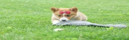 Welsh Corgi Pembroke dogs for sale: Legend  - Ad 9