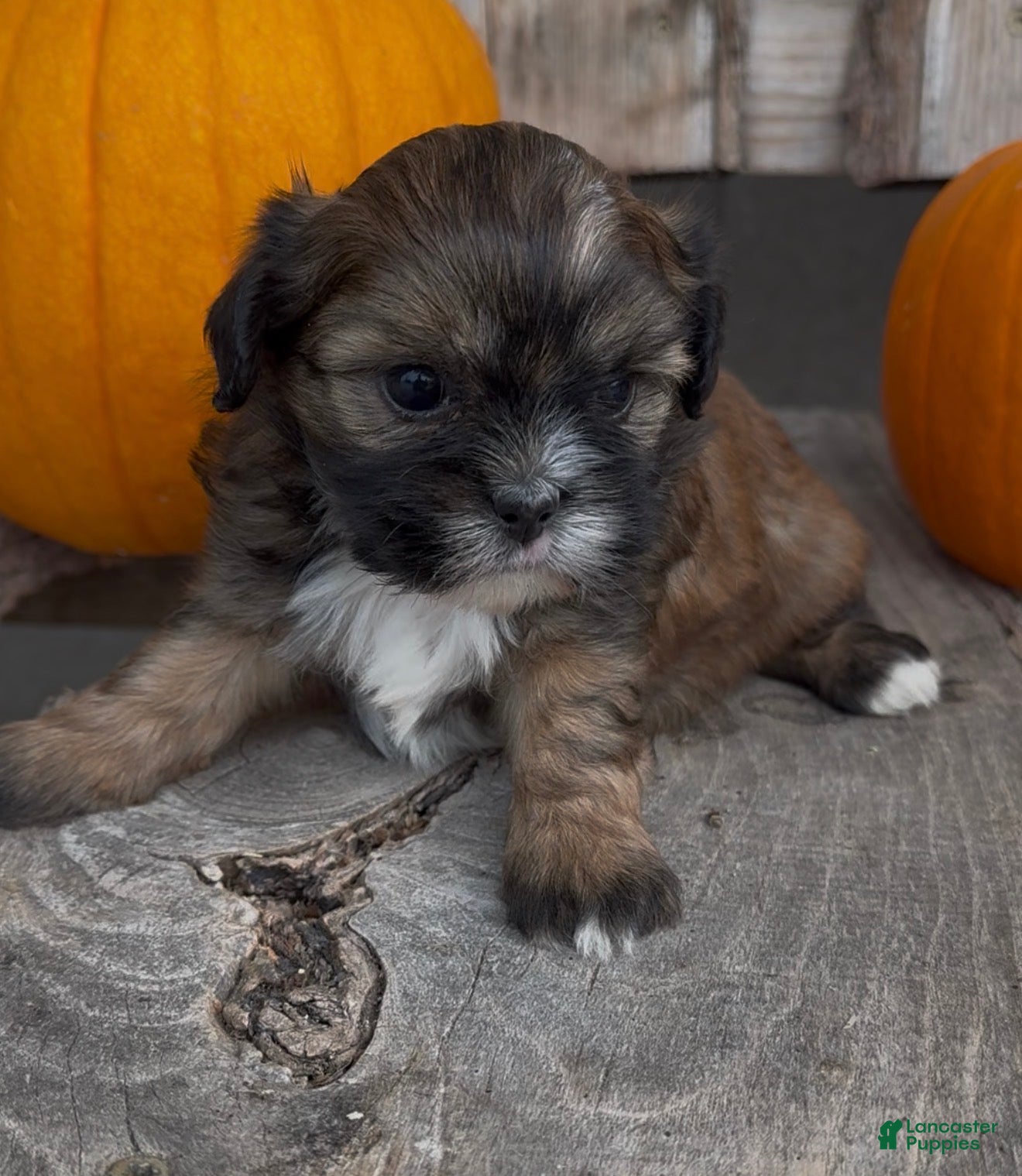 Sissy (Shihpoo, Female) in Edwardsburg, MI