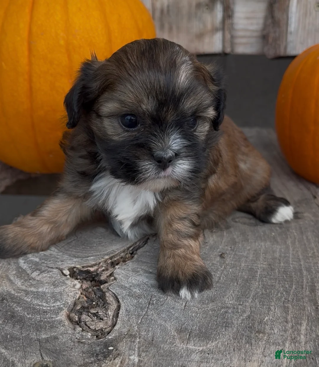 Shihpoo dogs for sale: Sissy - Ad 1