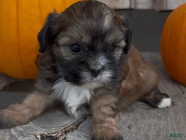 Shihpoo dogs Sissy - Ad 32