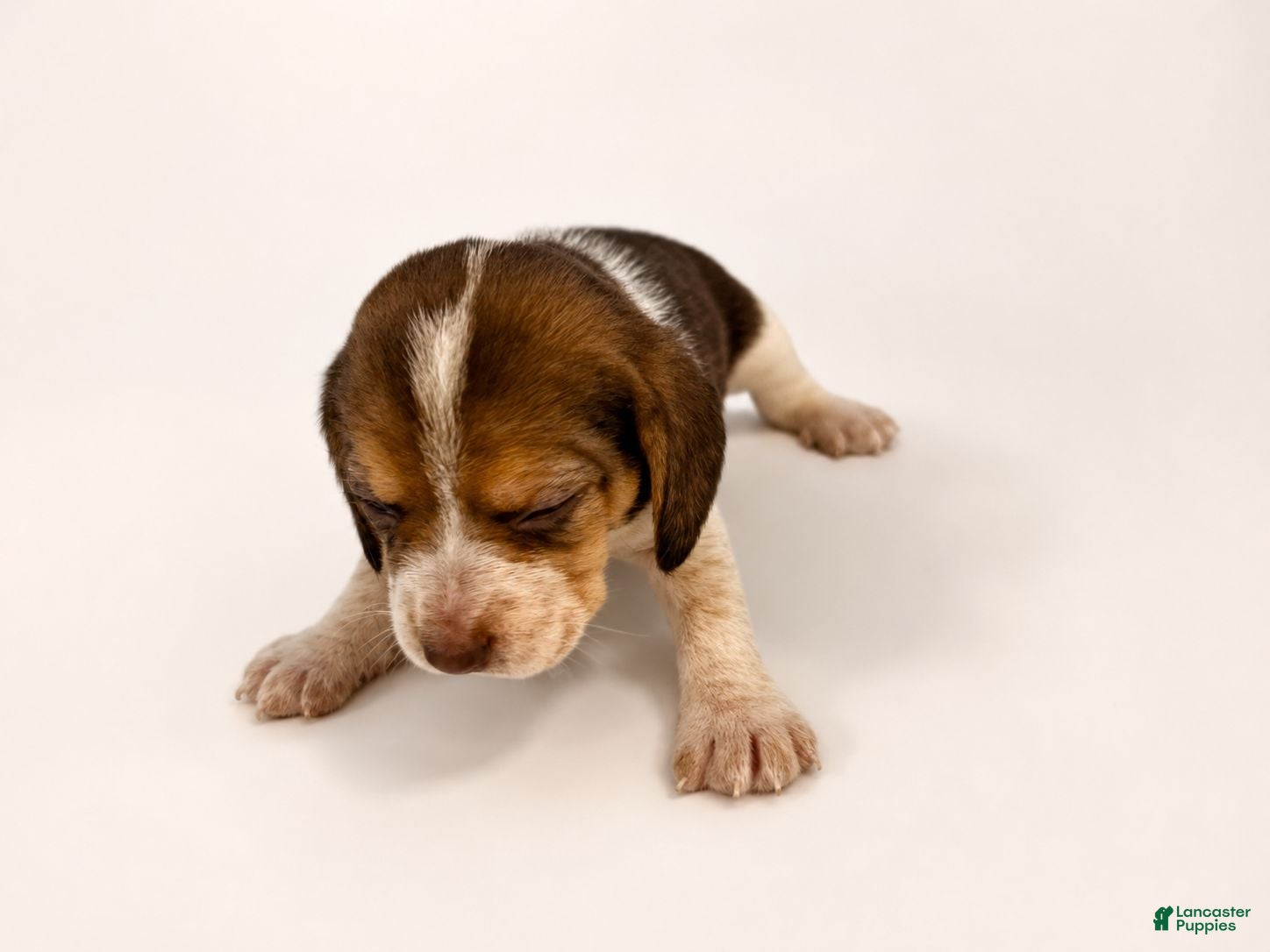 Beagle dogs Beagle 6 - Ad 2