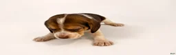 Beagle dogs for sale: Beagle 6 - Ad 2