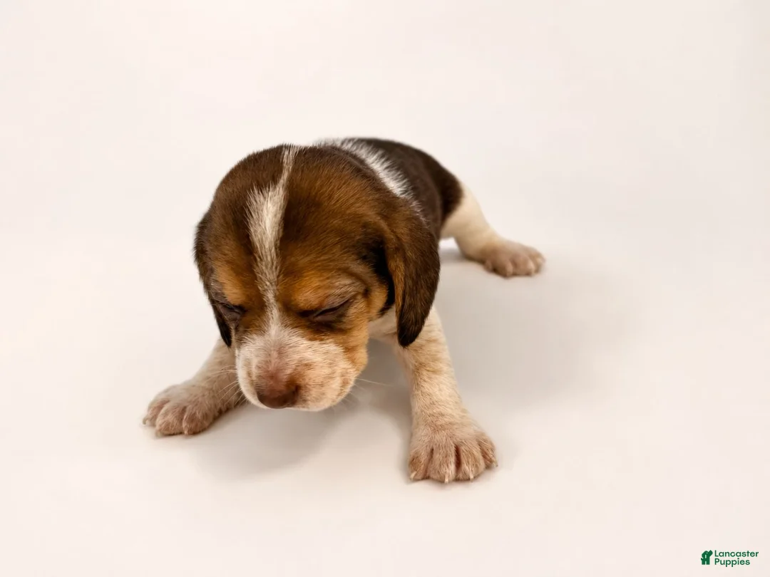 Beagle dogs for sale: Beagle 6 - Ad 2