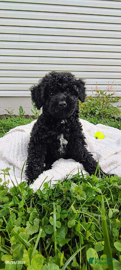 Miniature Poodle dogs Sweetie - Ad 1