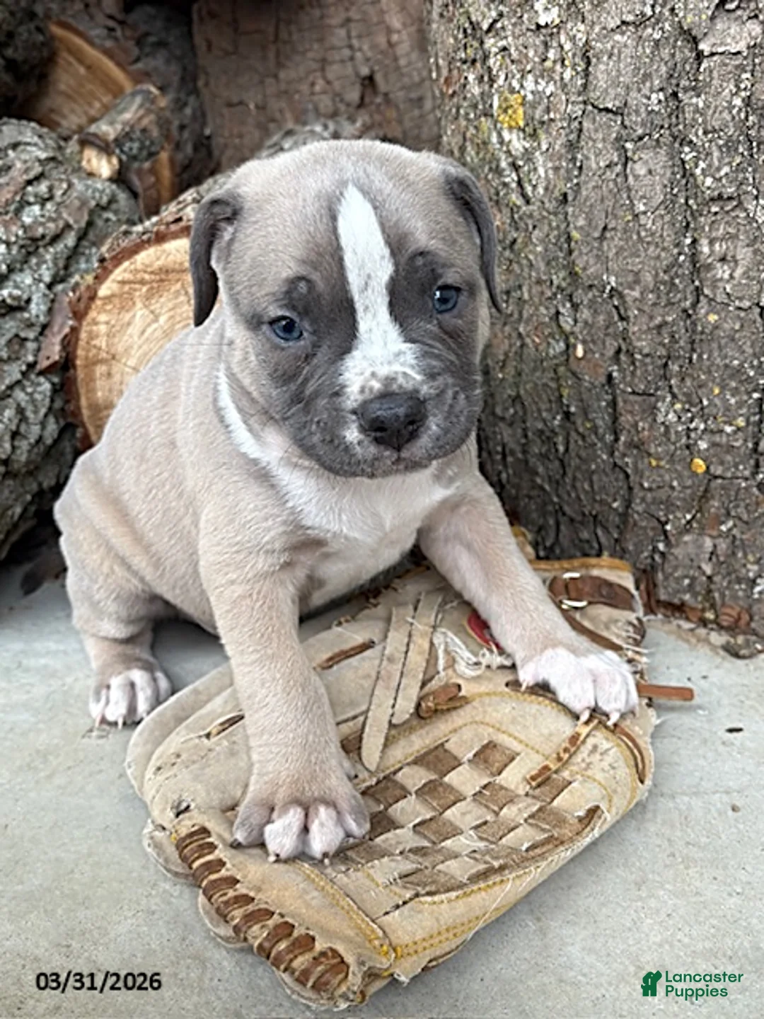 Mixed Breed dogs for sale: Sullivan - Ad 3